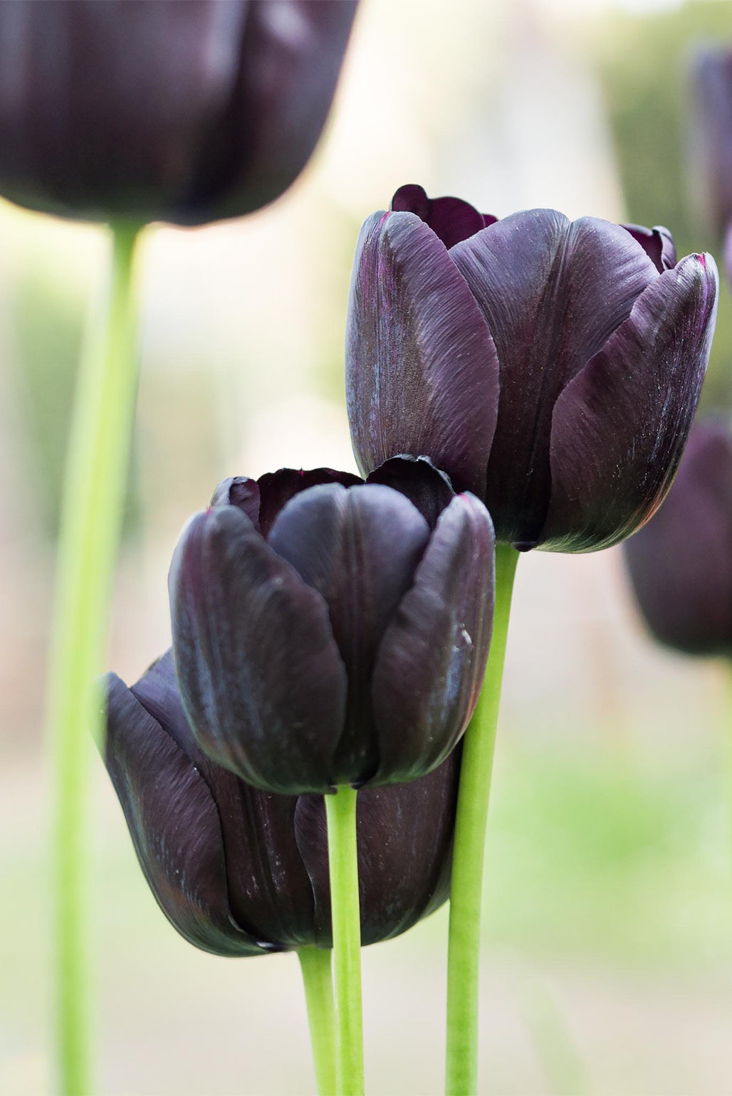 files/TulipQueenOfNight.jpg